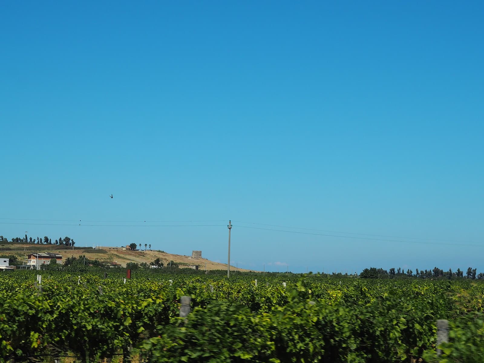 Vineyards on the plain near Cirò Marina with an old tower on the horizon