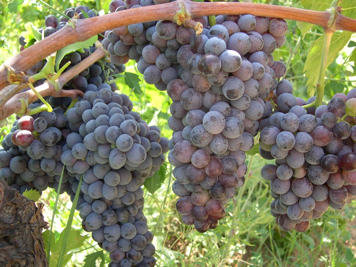 Bunches of dark Gaglioppo grapes on the vine in Calabria